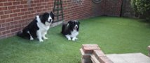 Garden Using Artificial Grass